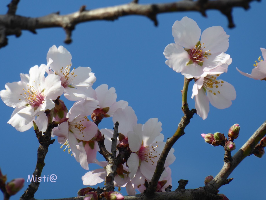  printemps ????