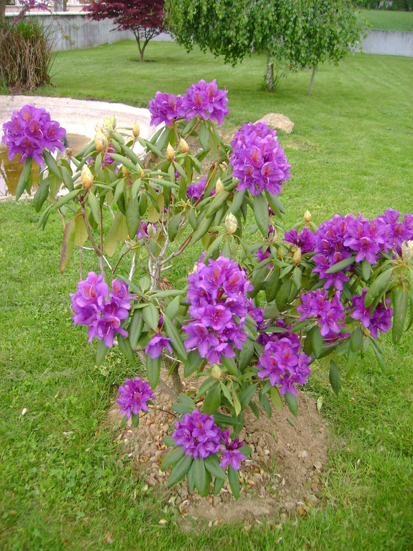 LE RHODODENDRON 