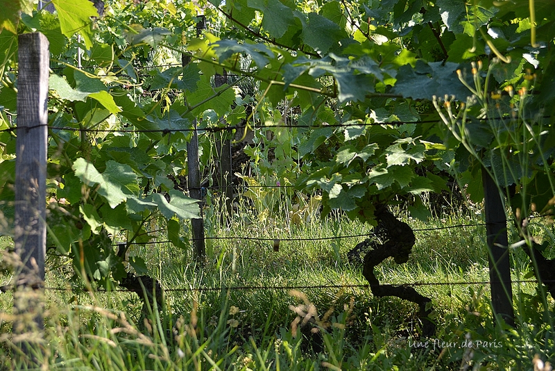 Le vignoble du "Clos Montmartre"