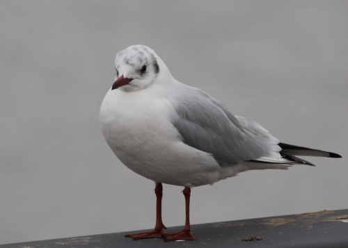 Mouettes