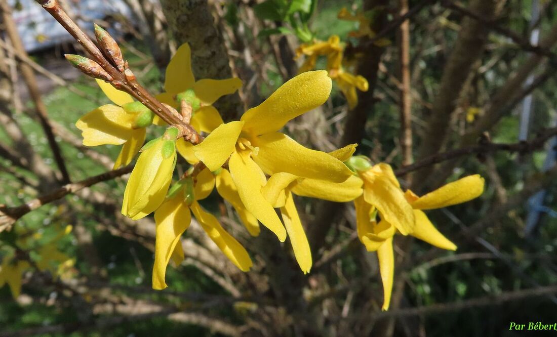 des bébêtes sur nos fleurs  !