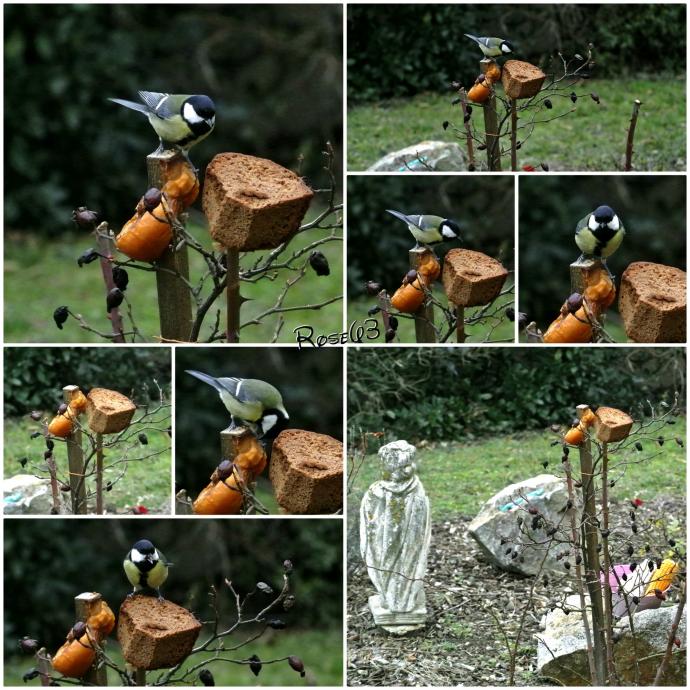 Mardi 14 janvier 2019 petits plaisirs de jardin