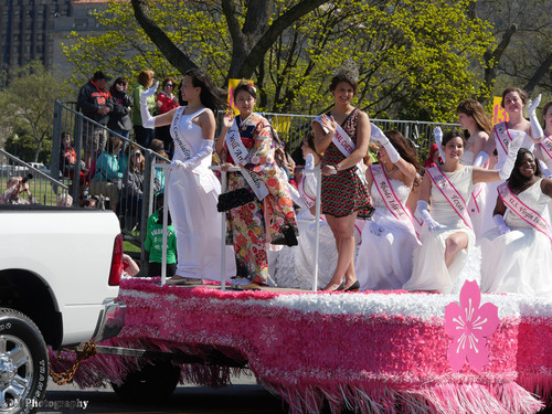 season cherry blossom japan national festival