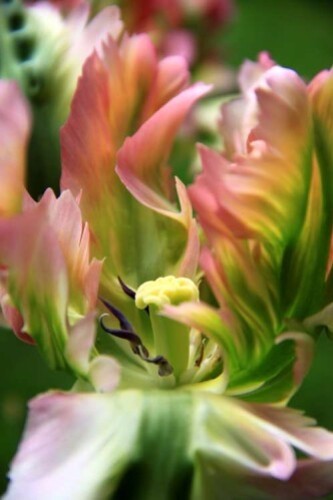 Tulipes Greenwave