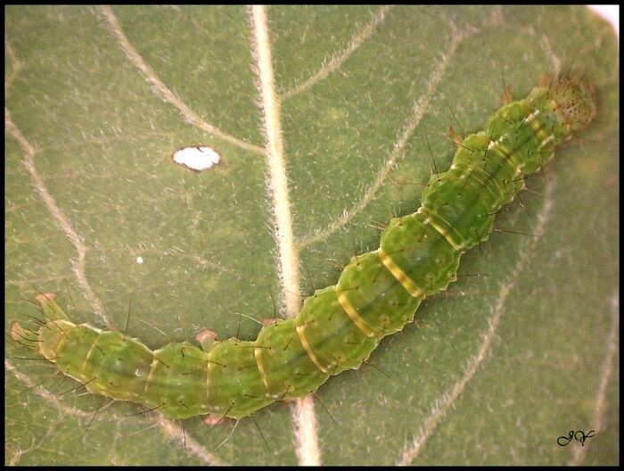 Hypena proboscidalis.