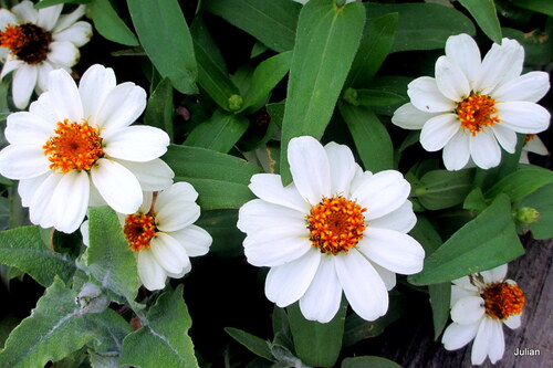 Jolies fleurs blanches