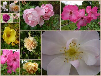 roses d'automne - le jardin par passion...