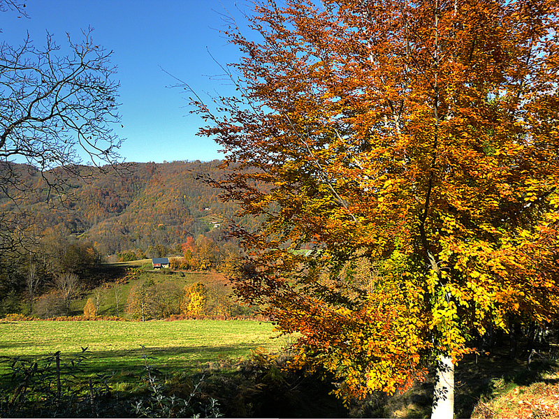 Feux de l'automne : une nature toute en couleurs - Lartigau - Milhas - 31