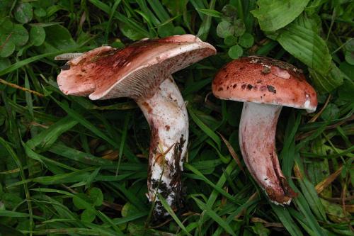 Hygrophorus russula