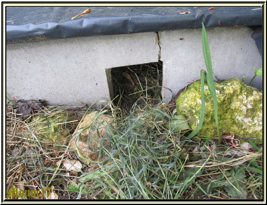 Les iris du jardin