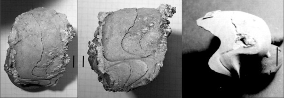 Hercoglossa danica form. schoelleri (Rozenkrantz, 1970)