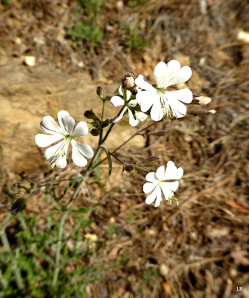 Les fleurs du silence!