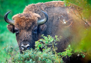 Big bison ... 