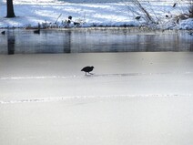 Amiens sous la neige (3)