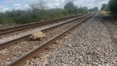 Une tortue blessée bloque le trafic ferroviaire durant plusieurs heures