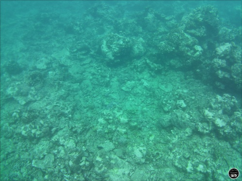 La plongée à l'île Maurice