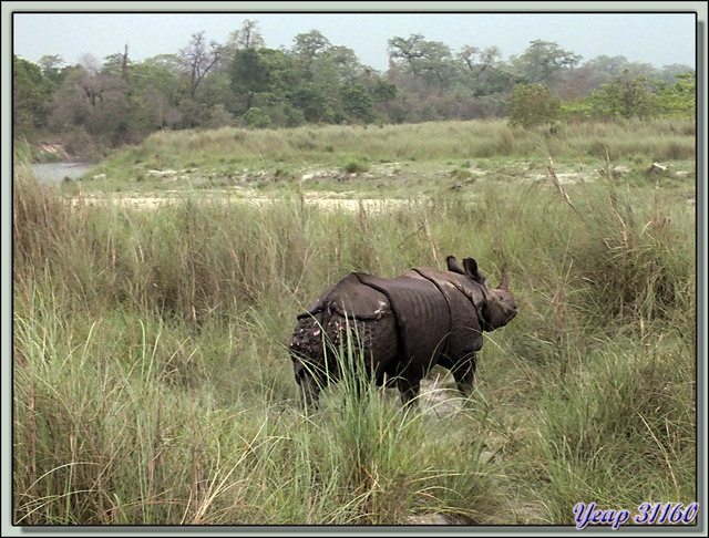 Blog de images-du-pays-des-ours : Images du Pays des Ours (et d'ailleurs ...), Rhinocéros indien ou asiatique (unicorne) - Parc National de Chitwan - Teraï - Népal
