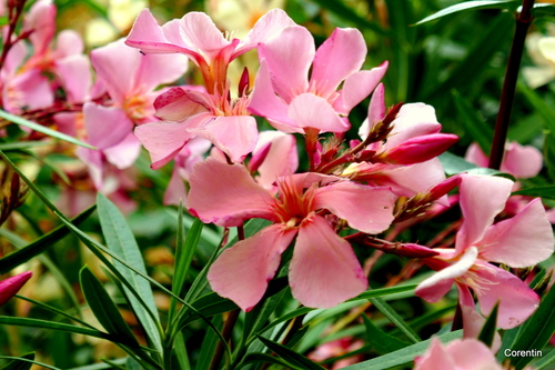 Fleurs du laurier rose