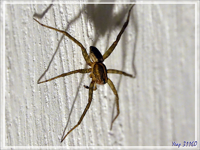 Araignée V6 (elle tourne sur 6 pattes ;-)) de type Lycose - Nosy Sakatia - Madagascar