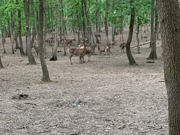 ORMANIA WILD LIFE PARK