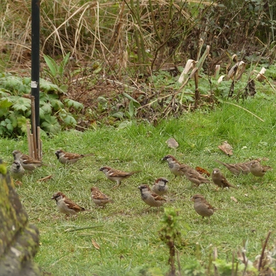 Les 25 et 26 janvier : Comptage national des oiseaux de jardin...