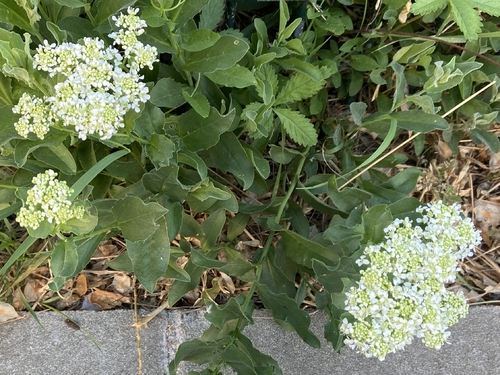 Lepidium draba