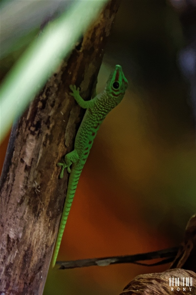 Gecko géant de Madagascar