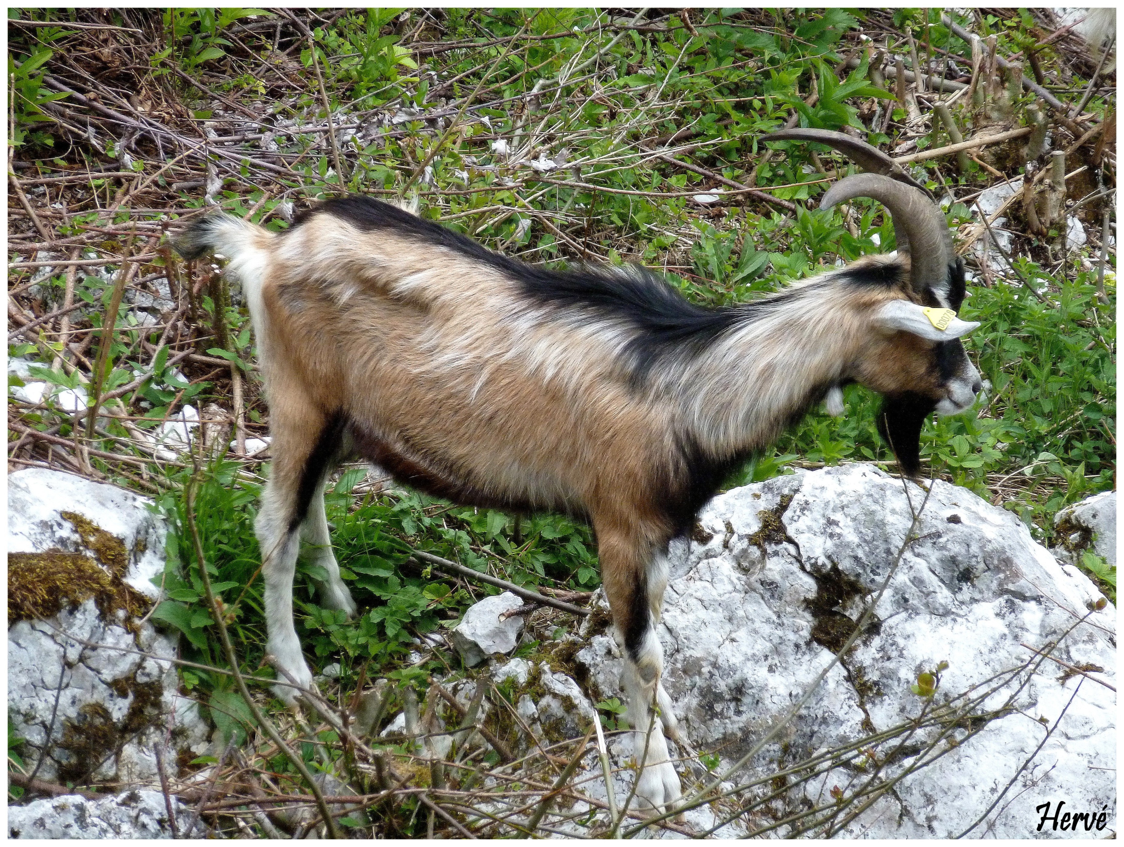 rencontre foncine le haut