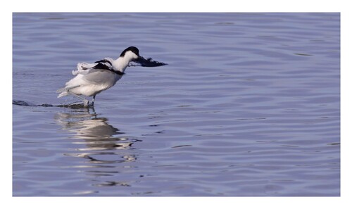 Avocette  élégante