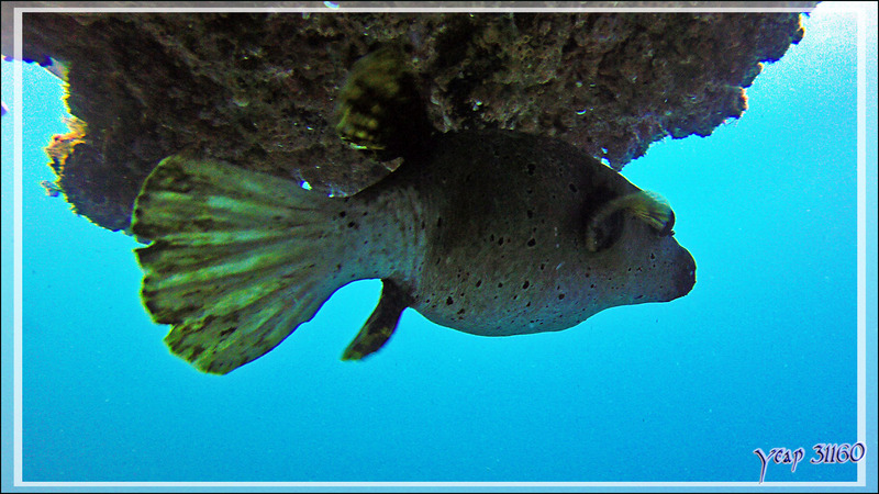 Grand poisson porc-épic ou Diodon commun, Black-spotted porcupinefish (Diodon hystrix) et Tétrodon jaune, Blackspotted puffer (Arothron nigropunctatus) - Thudufushi Thila - Atoll d'Ari - Maldives