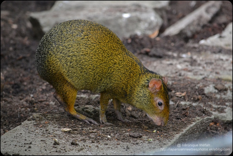 La Ménagerie, Zoo du Jardin des Plantes :  L'Agouti à dos noir 