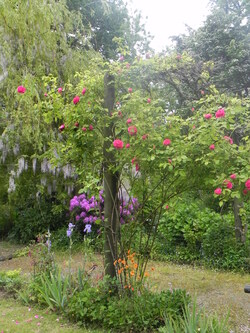 Mon jardin dans l'ensemble 