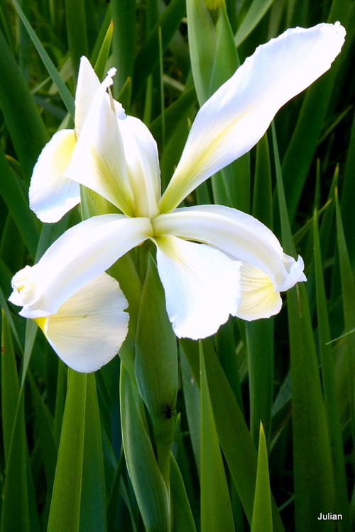 Un iris blanc