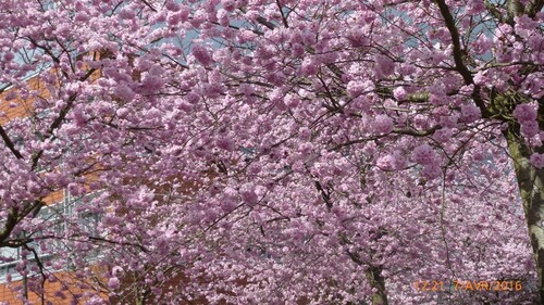 Le Japon dans les Hauts de France.