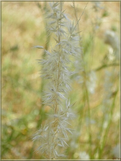 Mélique ciliée