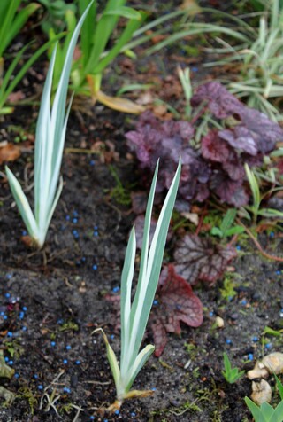 iris pallida argentea variegata