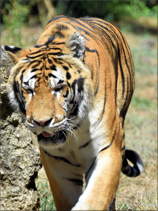 Photo de Tigre du Bengale - Zoo d'Arcachon