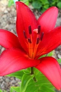 Lys rouge ou Lilium Asiatique Pixie "Crimson"