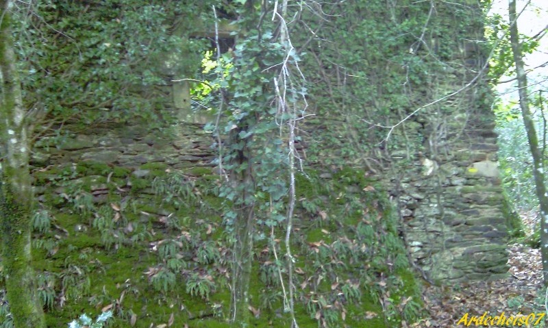 Balade Dans La Forêt