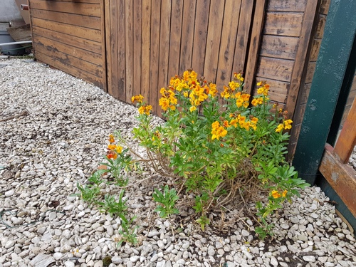 Le bonheur  au jardin