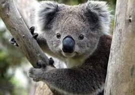 Résultat de recherche d'images pour "koala d'australie"