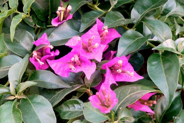 bz02---Bougainvillee.JPG