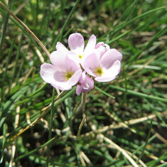 Fleurs de Font-Romeu, début juillet 2015