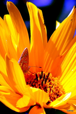 Fleurs jaunes du rudbeckia 