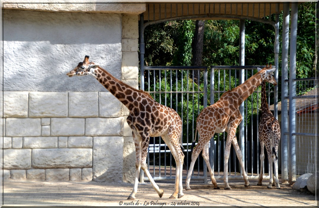 Girafes -  Zoo de la Palmyre - Charente-Maritime (2)