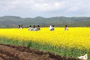 story life railway japan yellow flowers 
