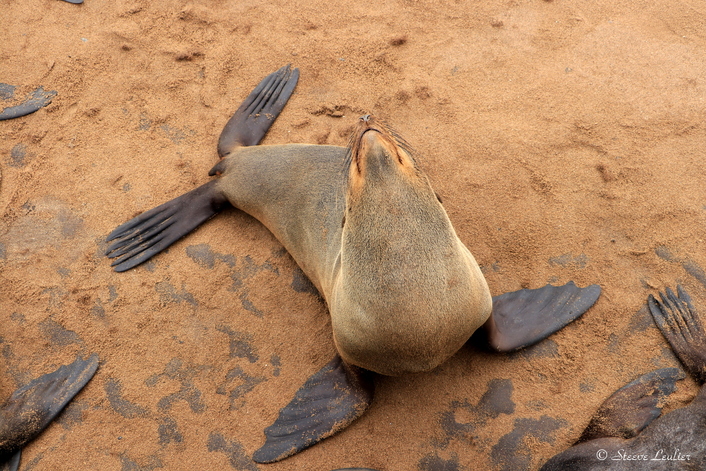 La colonie d'otaries de Cape Cross