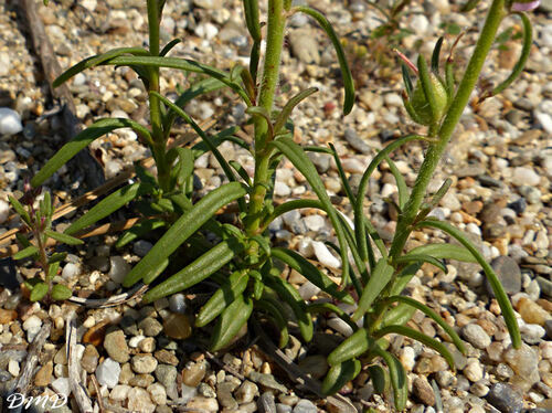 Misopates orontium  -  muflier des champs