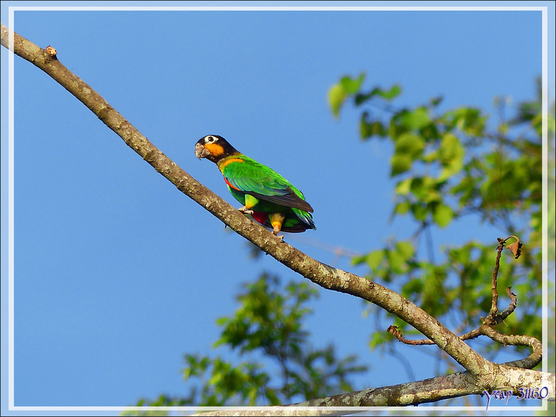 Perroquet Caïque de Barraband, Orange-cheeked Parrot (Pyrilia barrabandi) - Puerto Maldonado - Pérou