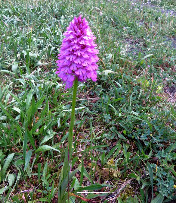 L'onagre et plusieurs sortes d'orchis ont colonisé mon jardin au printemps...